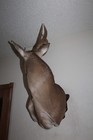 Whitetail Deer Head Shoulder Mount Taxidermy Cape Shed Antler Hunt Mule Rack