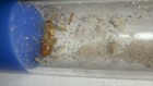 Myrmecocystus Navajo With With 5  Worker  Fresh Queen 2025 - Insect Feeder