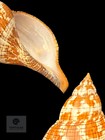Fasciolaria Tulipa 171 5mm Tsc  1034