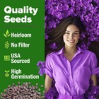 Home Grown Aubrieta Rock Cress Purple  Flowering Ground Cover 1-pack  Purple