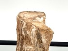 Fossil Wood Branch   Stump - Petrified   6 