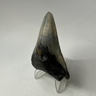 Megalodon Shark Tooth 2 86 Inch - Beautiful - Real Fossil - Natural 20092