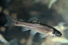 60  Live Feeder Fish Black Tuffies fathead Minnow Guarantee Alive- Free Shipping