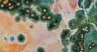 Old Stock Aaa Grade Marovato Ocean Jasper Specimen