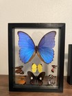 Framed Butterflies And Moths 6 Total Pieces Taxidermy Two Sided Ready To Hang