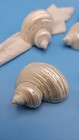 Vintage Set Of 8 Unique Mother If Pearl Turbo Sea Shell 2  Napkin Rings Nice 