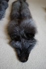 Tanned Silver Fox Pelt Male Ranch Fox Fur Hide Soft Tan Fluffy Detached Tail