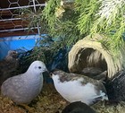 12  High Quality Button Quail Hatching Eggs Rare Exotic Colors Extras Incl 
