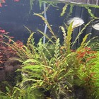 Live Freshwater  Aquarium Plant Trimming  hygrophila Pinnatifida   rotala Green 