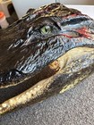 19  Alligator Head From A 12 Foot  Gator Taxidermy  