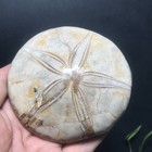 190g Natural Starfish Crystal Specimen 11