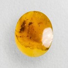 Tick In Burmese   Burmite Amber Fossil   100  Genuine 