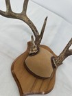 Whitetail Deer Antlers Wall Mount Plaque Taxidermy Rack 9 Point