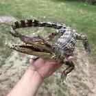 Real Crocodile Taxidermy Genuine Rare Specimen American Gator Taxidermy