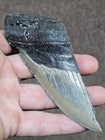 5  Authentic Prehistoric Megalodon  Fossil Shark Tooth Teeth 100  Authentic 