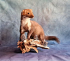 Ermine Taxidermy Mount Weasel Small Mammal Taxidermy Man Cave Cabin Decor