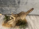     45 Inch Taxidermy Raccoon Scene With Plants Man Cave Cabin