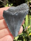 Natural Beautiful 1 77    Megalodon Tooth Fossil Shark Teeth