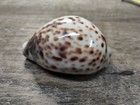  3  Hawaii Tiger Cowrie Shell   cypraea Tigris   Open Spotted Vintage