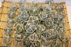 Set Of 50 Glass Fishing Float Buoy Ball Vintage Japanese With Net Good