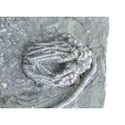 Detailed 3  Crinoid Cyathocrinites Mississippian Crawfordsville In W  Dealer Coa