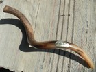 Yaliland Shofar  26 Inch Horn Made In Israel  All Polished