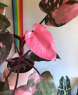1 Rooted Cutting Philodendron Pink Princess Variegated Live Plant Cutting