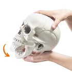 Prextex 6 5  Plastic Skull Head Halloween Decor   Realistic Life-size Skeleton