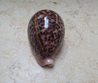 F Cypraea Pantherina Gem Natural Glossy Red Sea Shell Rare Color F     95 5mm