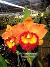 Black Friday Special 60 Plugs Of 10 Different Cattleya Clones   Super Colors
