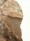 Fossil Placoderm Armor - Devonian Era Fossils - Rare Find Fossils