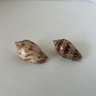 2 Harpulina Variety  lapponica  - 5cm Each- 2 Very Nice Colors   Patterns