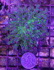 Wysiwyg 1 Head Branching Purple Tip Frogspawn Coral Frag Free Shipping 