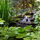 Atlantic Water Gardens Extra Large Water Garden Kit 16  X 21 