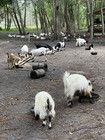 Farm Animals Poultry And Goats