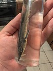 Rare Siberian Sturgeon Wet Specimen Taxidermy 