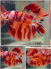 Male Betta Live Fish - Koi Candy Galaxy Halfmoon - Lv37 - High Quality A  