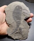 4 5 Inch Silurian Eurypterid From Bertie Fm  New York - Eurypterus Remipes