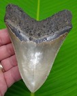      Ultra-serrated 4 75  Megalodon Shark Tooth     Ral Fossil North Carolina  Usa    
