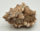 Large Phyllonotus Pomum Apple Murex Shell 96mm Heavy Frilled Collector Specimen