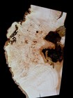 Xxl Insanely Curly Birdseye White Maple Burl Wood  Live Edge Curly Maple  Burl 