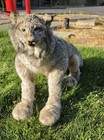 Taxidermy Soft Mount Canadian Lynx With Posable Armature Articulation  With Tags