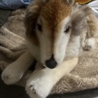 Steiff Collie Dog 1980   s Has Ear Tag