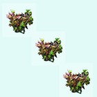 3 Ludwigia Repens Red Bunch Live Aquatic Plants Aquarium Buy 2 Get 1 Free