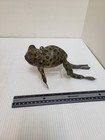 Reggie Birch Wooden Frog Decoy