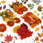 Fall Dried Pressed Flowers And Leaves For Autumn Crafts Resin Diy