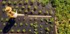 Non Woven Weed Barrier Fabric 3  X 50  Heavy Duty Landscape Fabric  1 Unit 