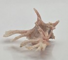 Homalocantha Anatomica - 31 47 Mm - Beautiful Pink Color - Large Fanned Spines