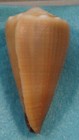 Conus Lividus 45mm Tryon Island Australia