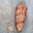 Conus Gloriamaris  9  134 2mm  Ultra  Gigantic Wow Beauty  From The Philippines